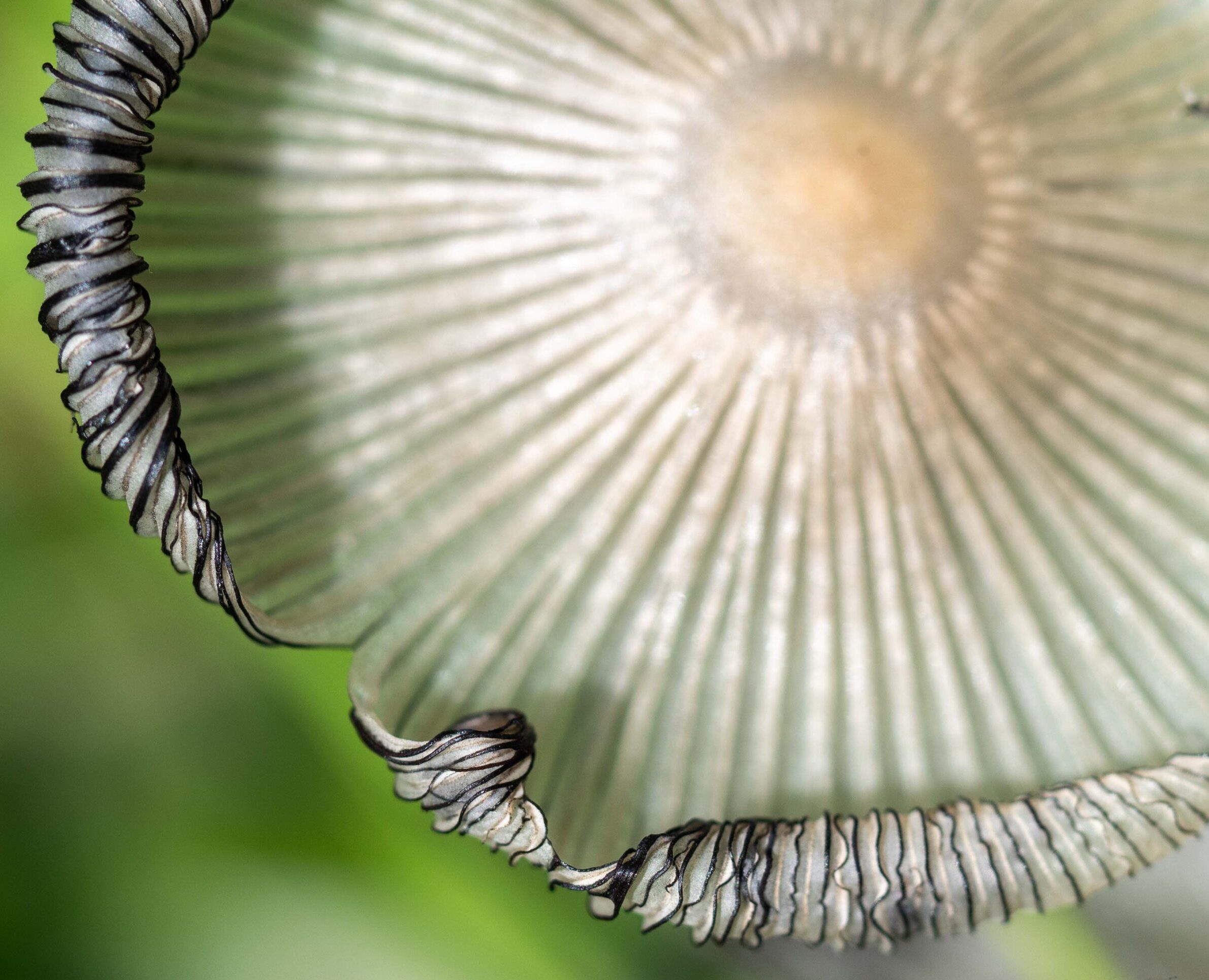 11. Macro zwart/wit paddestoel Macrofotografie van de binnenkant van een paddestoel, die de gedetailleerde textuur en structuur van het schimmelnetwerk onthult. Deze natuurfoto toont de verborgen schoonheid van de natuur op een intieme en unieke manier.