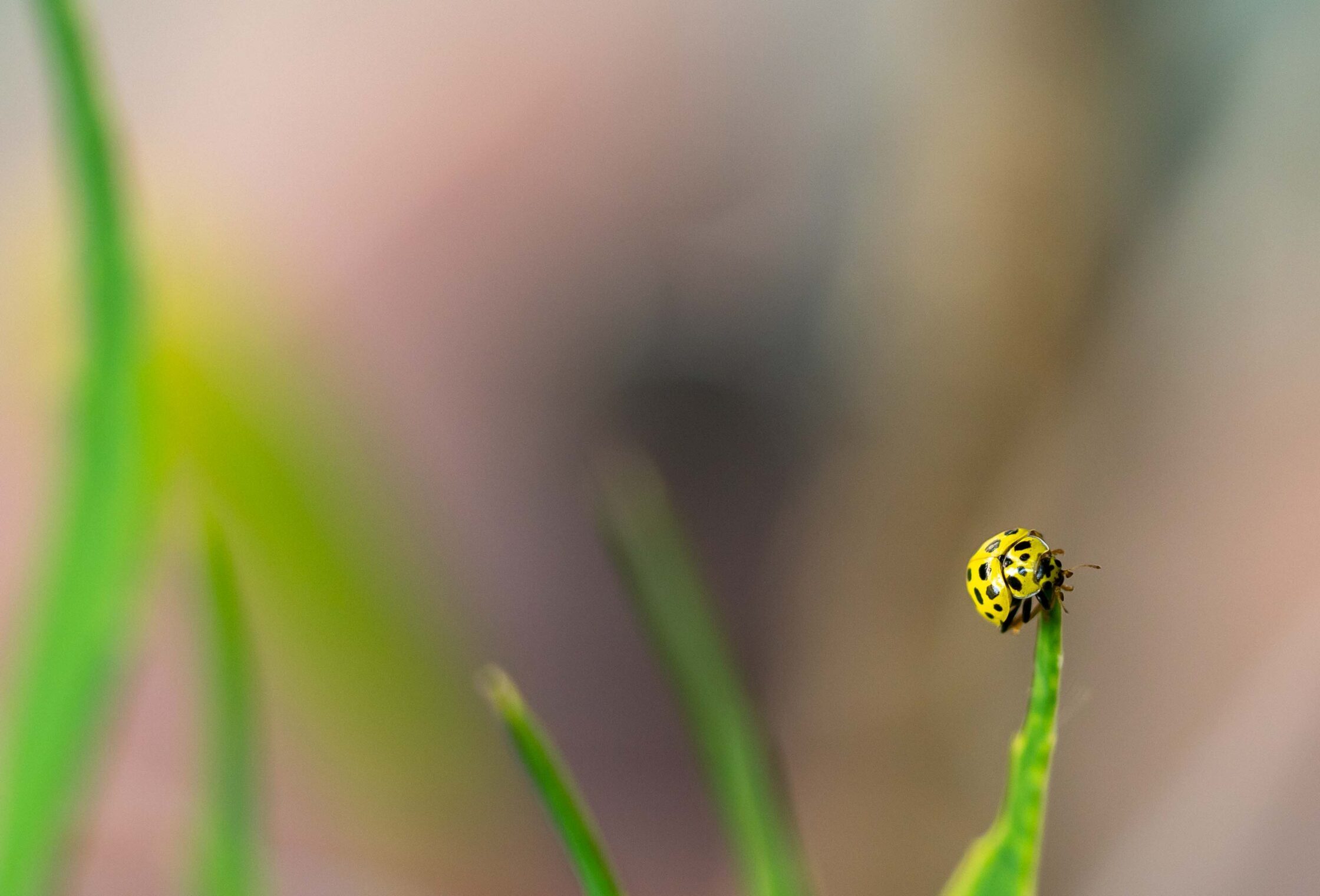 12. Geel lieveheersbeestje op een grasspriet Fotografie van een geel lieveheersbeestje zittend op een grasspriet, vastgelegd in een moment van rust. Deze natuurfoto benadrukt de levendige kleuren en de verfijnde details van de natuur, van het insect tot de grasstructuur.