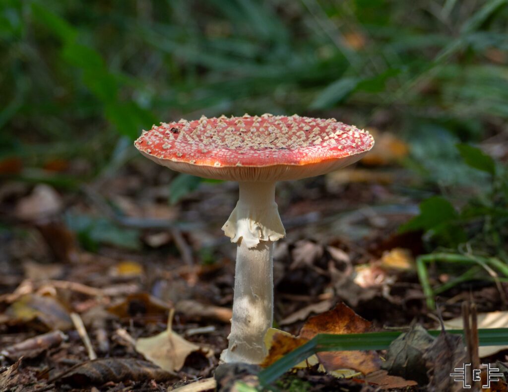 Vliegenzwam tussen mos in het bos – detailrijke natuurfotografie met focus op kleur en sfeer.
