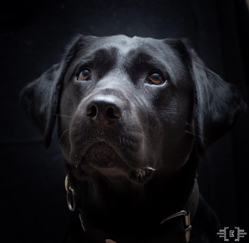 Portret van een zwarte hond met een riem