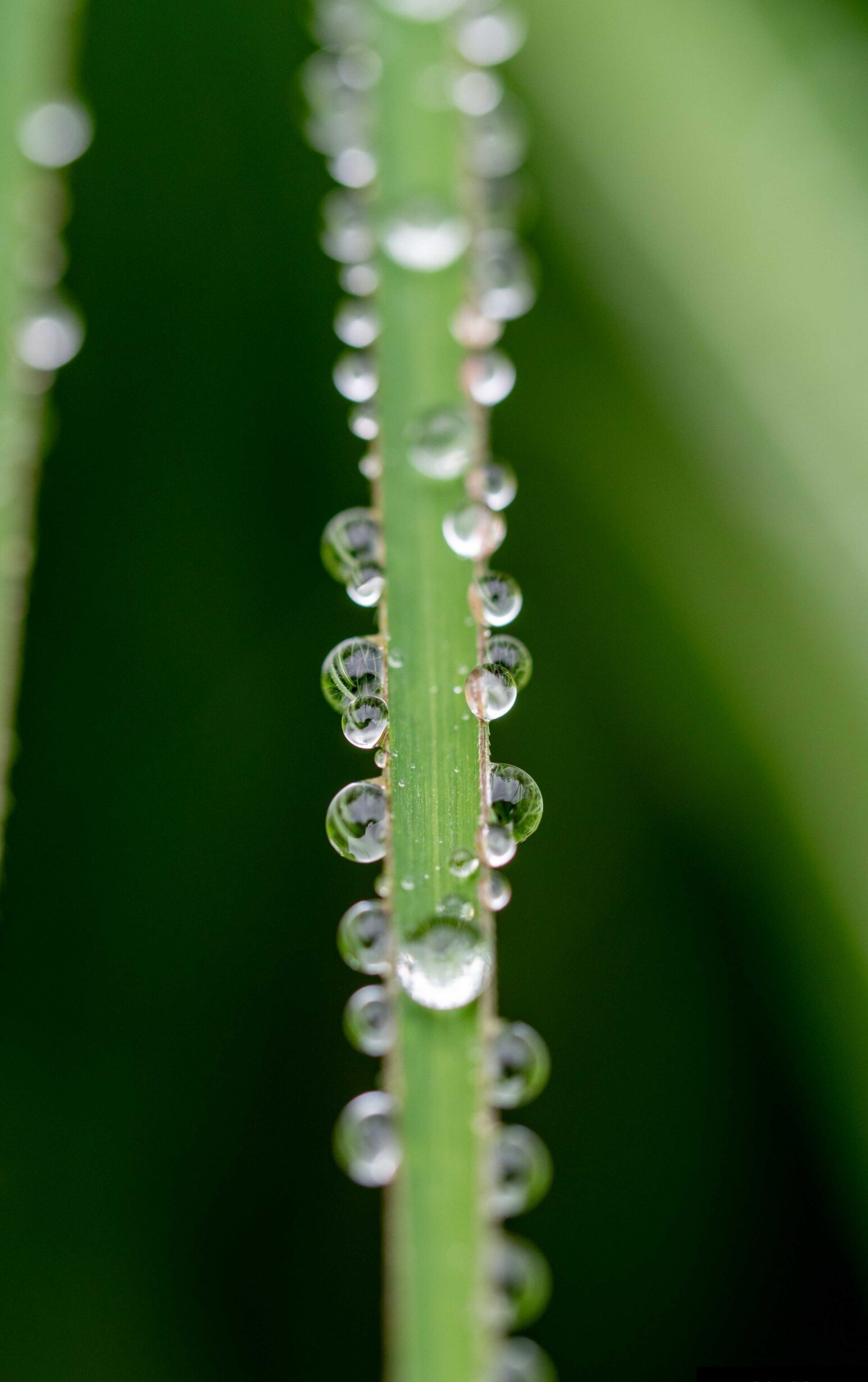 10. Grasspriet met waterdruppels Close-up fotografie van een grasspriet met glinsterende waterdruppels, vastgelegd in de vroege ochtend. Deze natuurfoto brengt de delicate schoonheid van de natuur en de frisheid van het ochtendlicht in beeld.