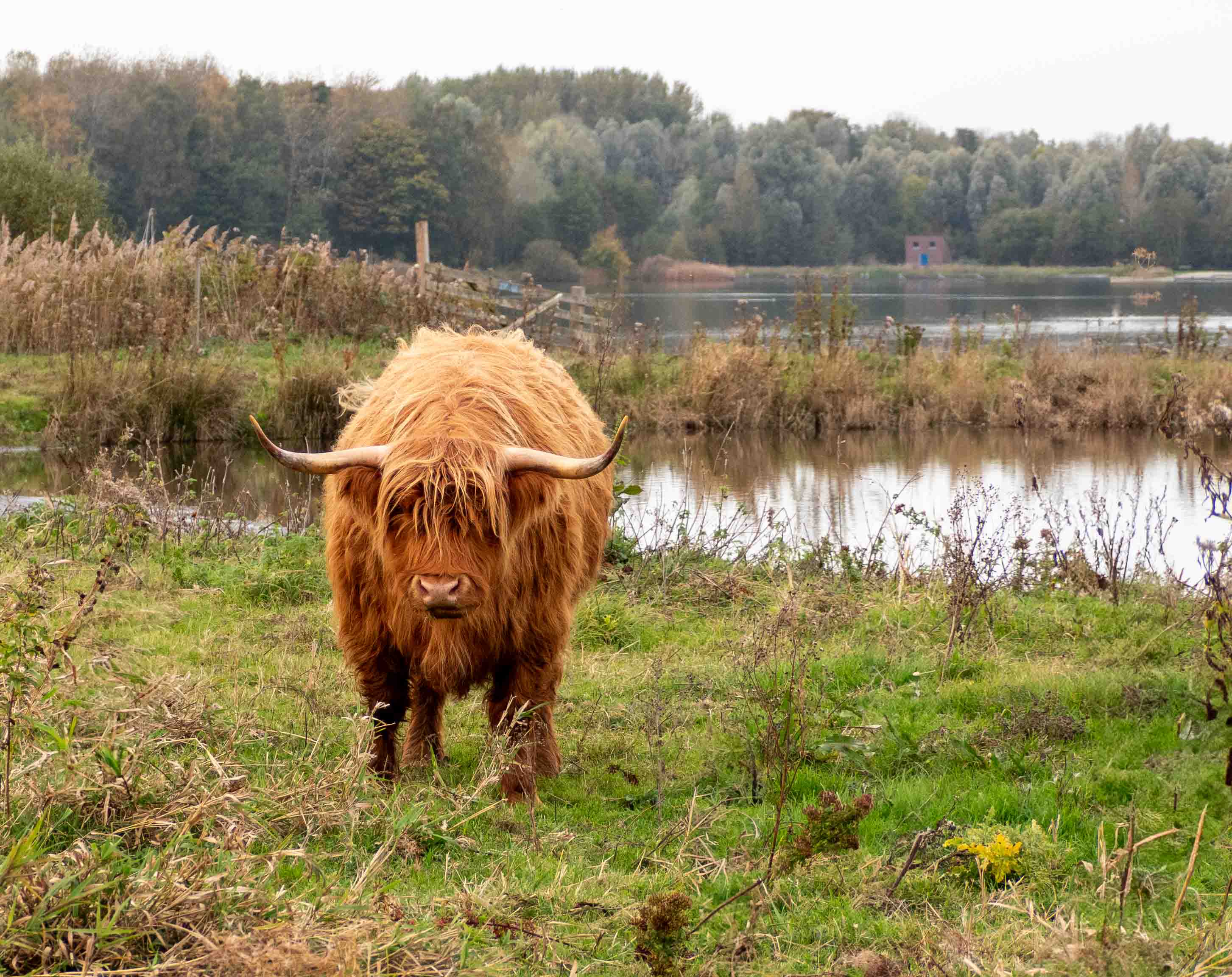 13. Schotse Hooglander in waterrijk land Fotografie van een Schotse Hooglander koe die rustig in het veld staat. Deze natuurfoto vangt de majestueuze aanwezigheid van het dier in zijn natuurlijke omgeving, met een rustgevende landelijke achtergrond.