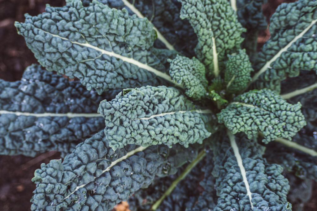 Cavolo Nero groente krop