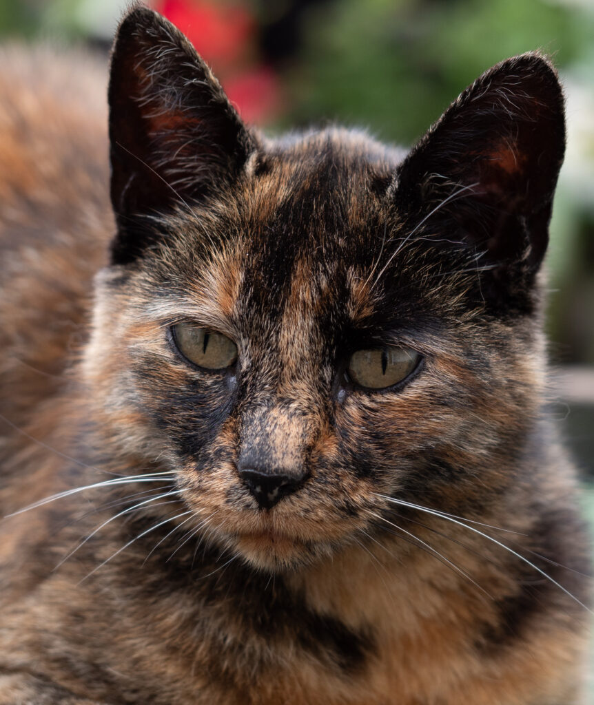 Hond en kat als creatieve props in social media strategie en branding fotografie